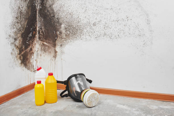 Best Residential Mold Remediation in Dubach, LA