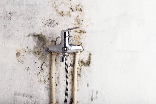 Best Commercial Mold Remediation in Dubach, LA